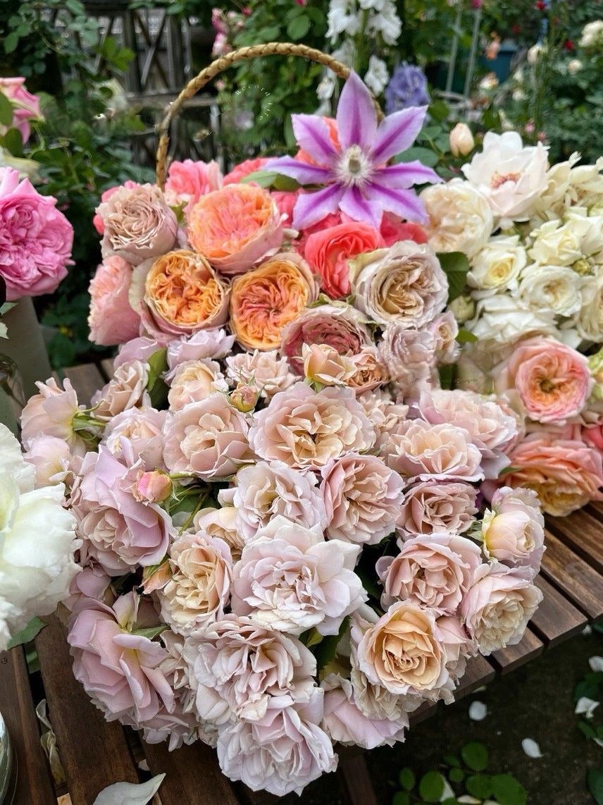 Rare Rose 'Loli ｜いおり｜八神庵 '