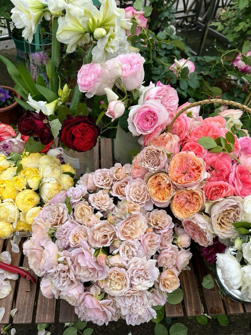 Rare Rose 'Loli ｜いおり｜八神庵 '