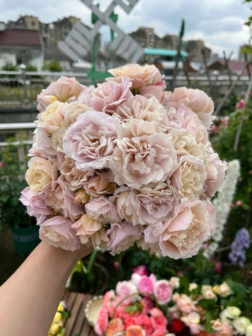 Rare Rose 'Loli ｜いおり｜八神庵 '