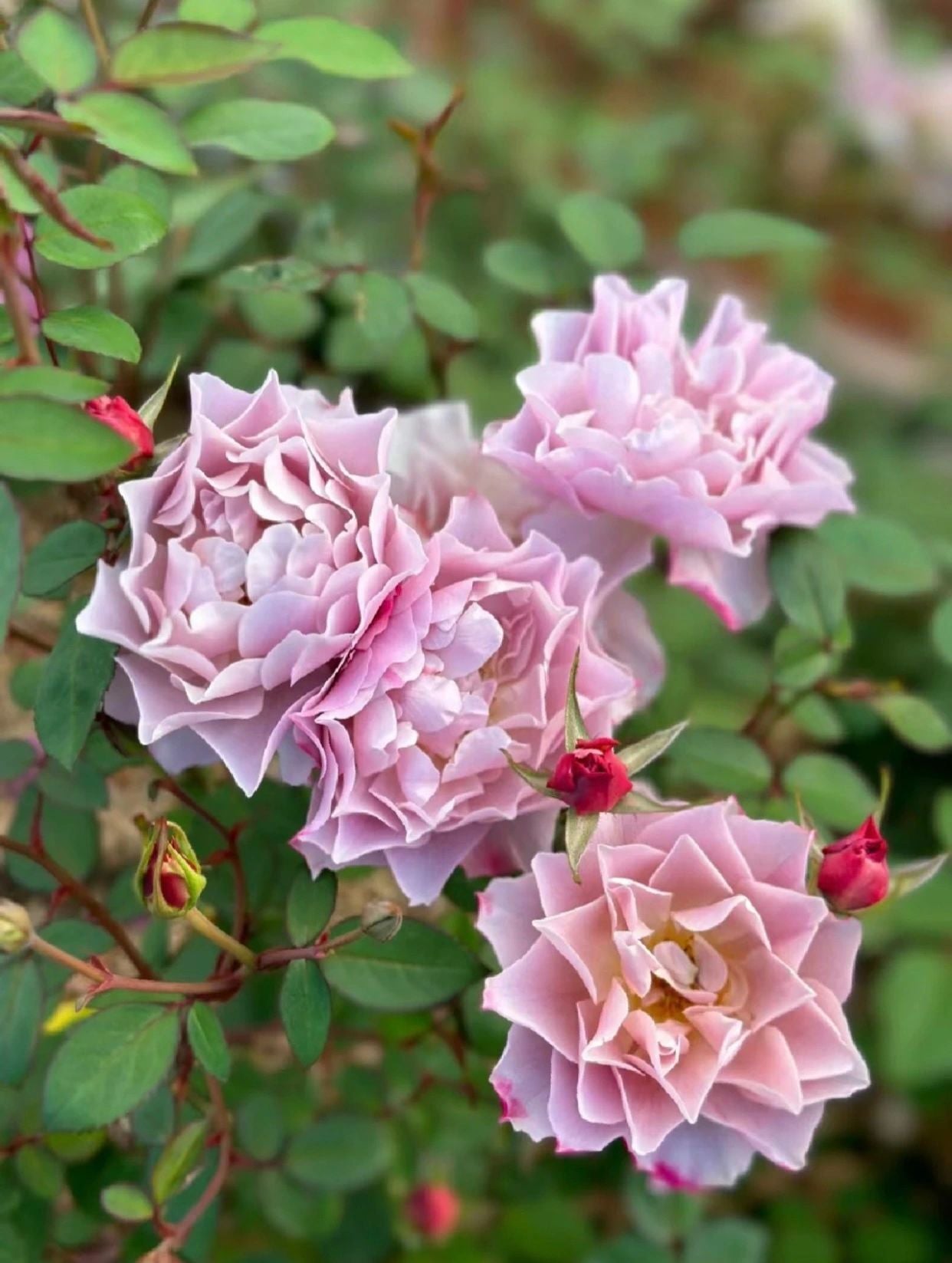 Rare Rose 'Loli ｜いおり｜八神庵 '