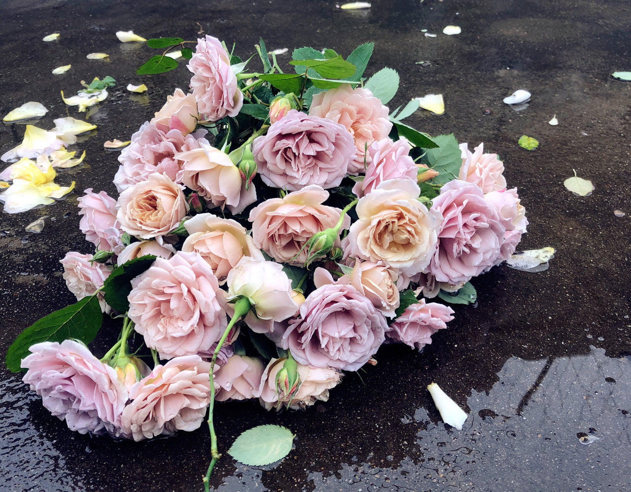 Rare Rose 'Loli ｜いおり｜八神庵 '