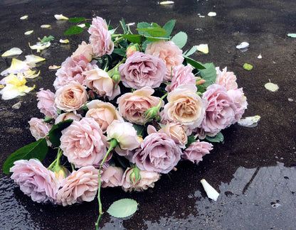 Rare Rose 'Loli ｜いおり｜八神庵 '