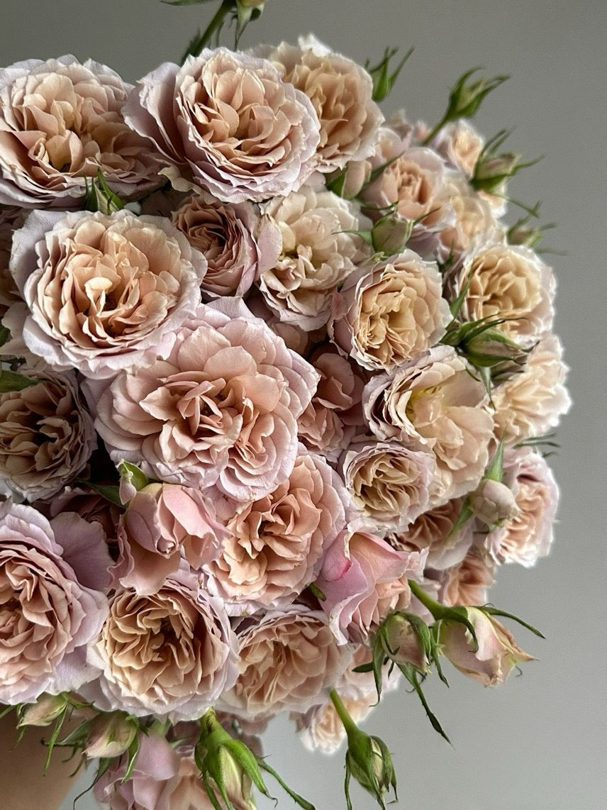 Rare Rose 'Loli ｜いおり｜八神庵 '