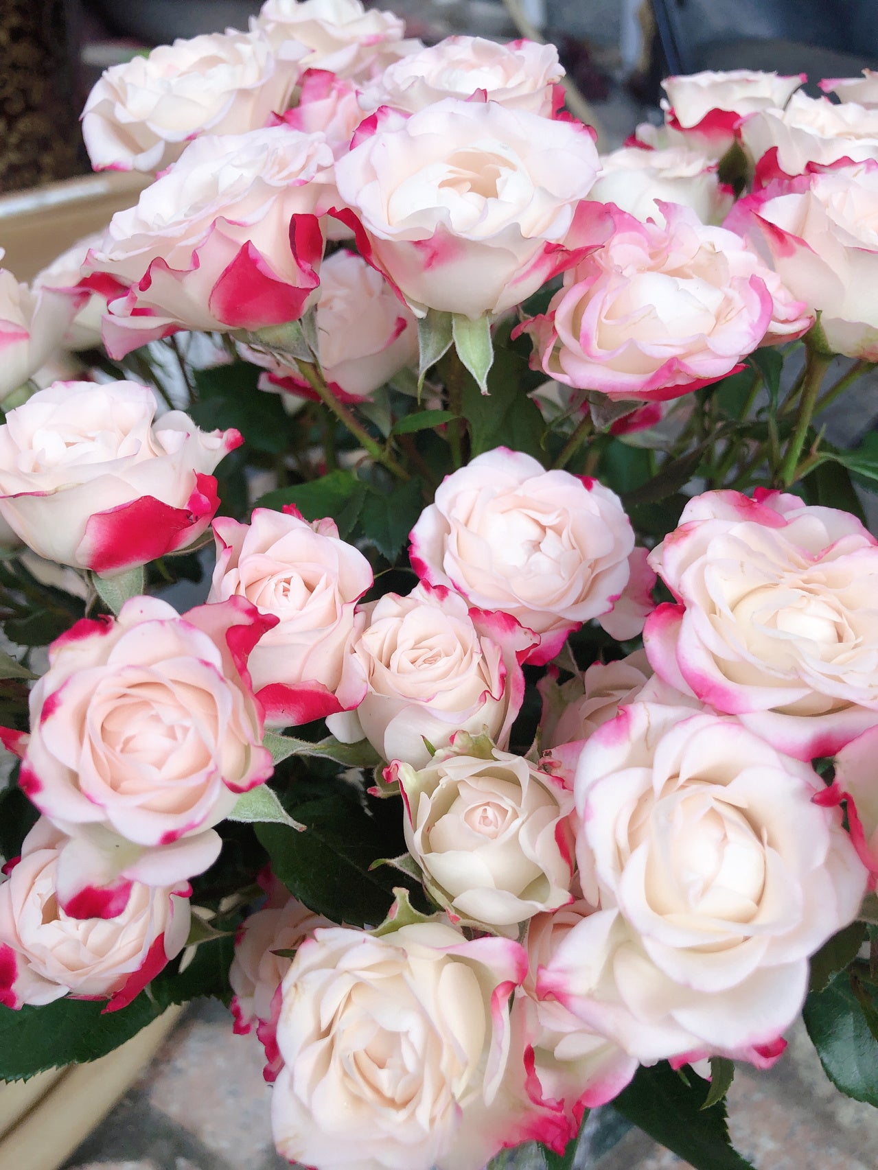 Rose 'Reflex Bubble / M-Reflex / 折射泡泡 '