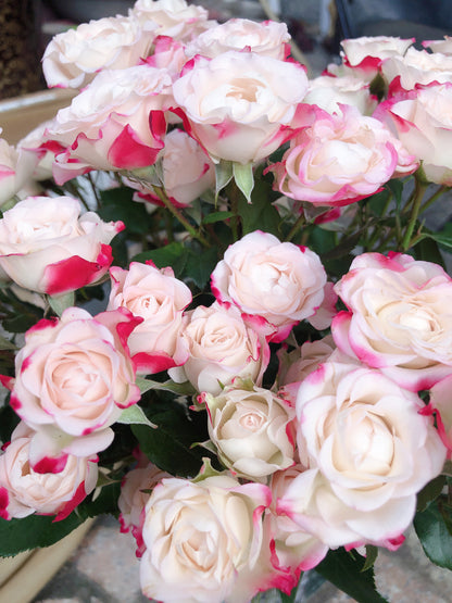 Rose 'Reflex Bubble / M-Reflex / 折射泡泡 '