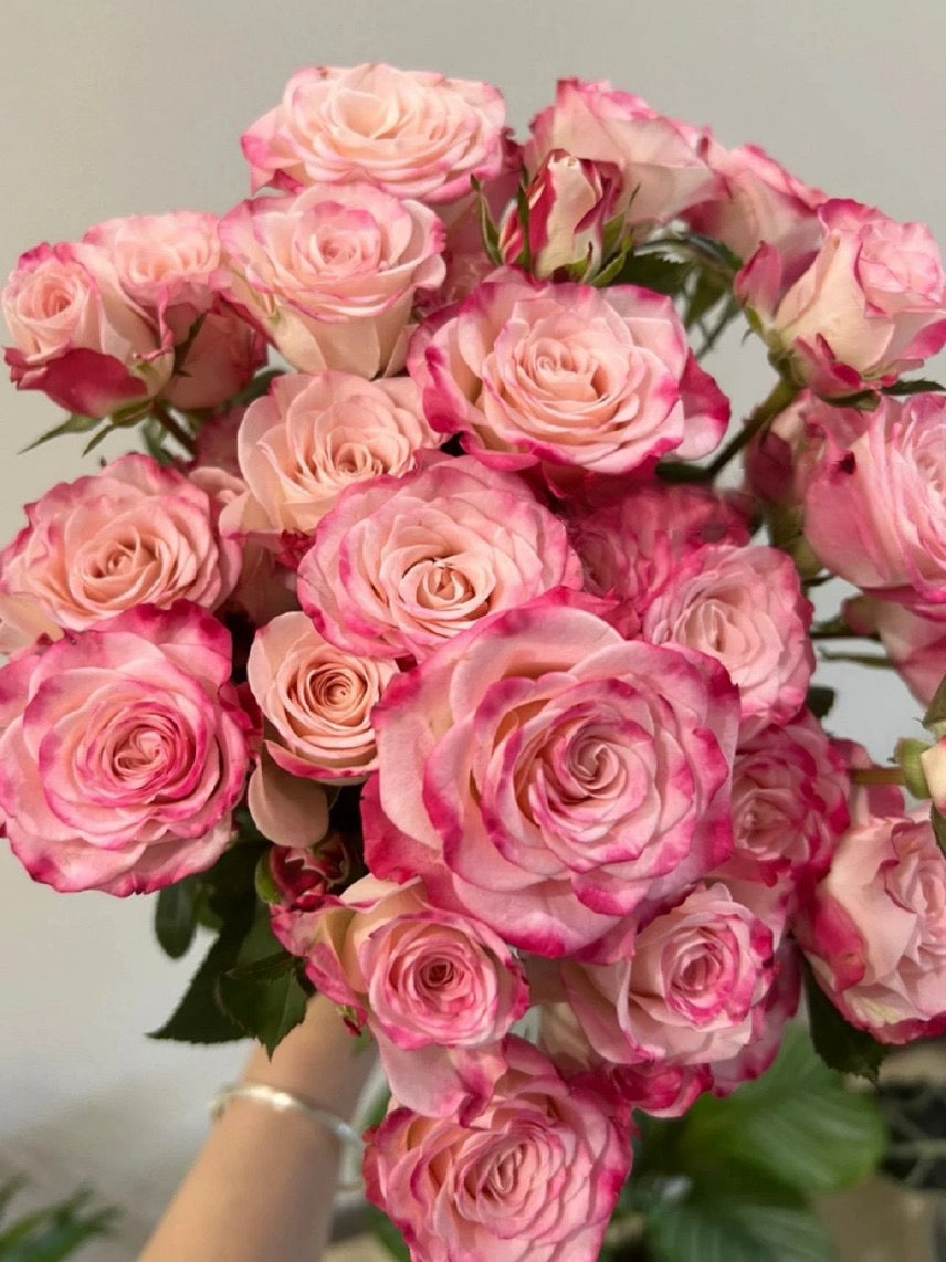 Rose 'Reflex Bubble / M-Reflex / 折射泡泡 '