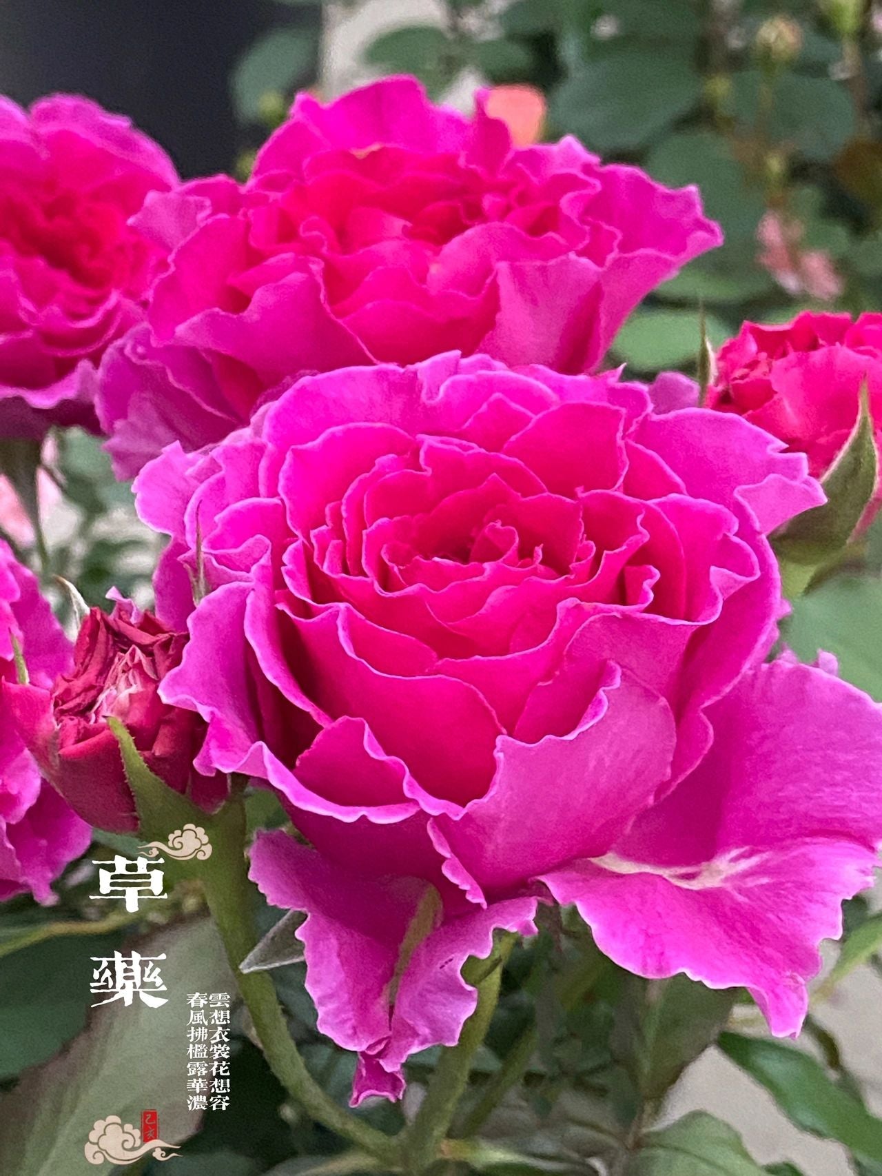 Rose  'Ramukan | ラムカン | 草药 '