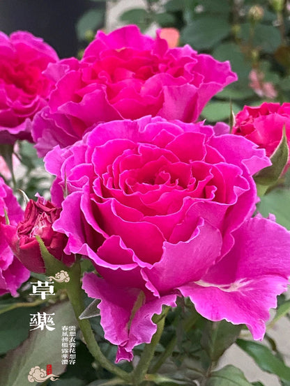 Rose  'Ramukan | ラムカン | 草药 '