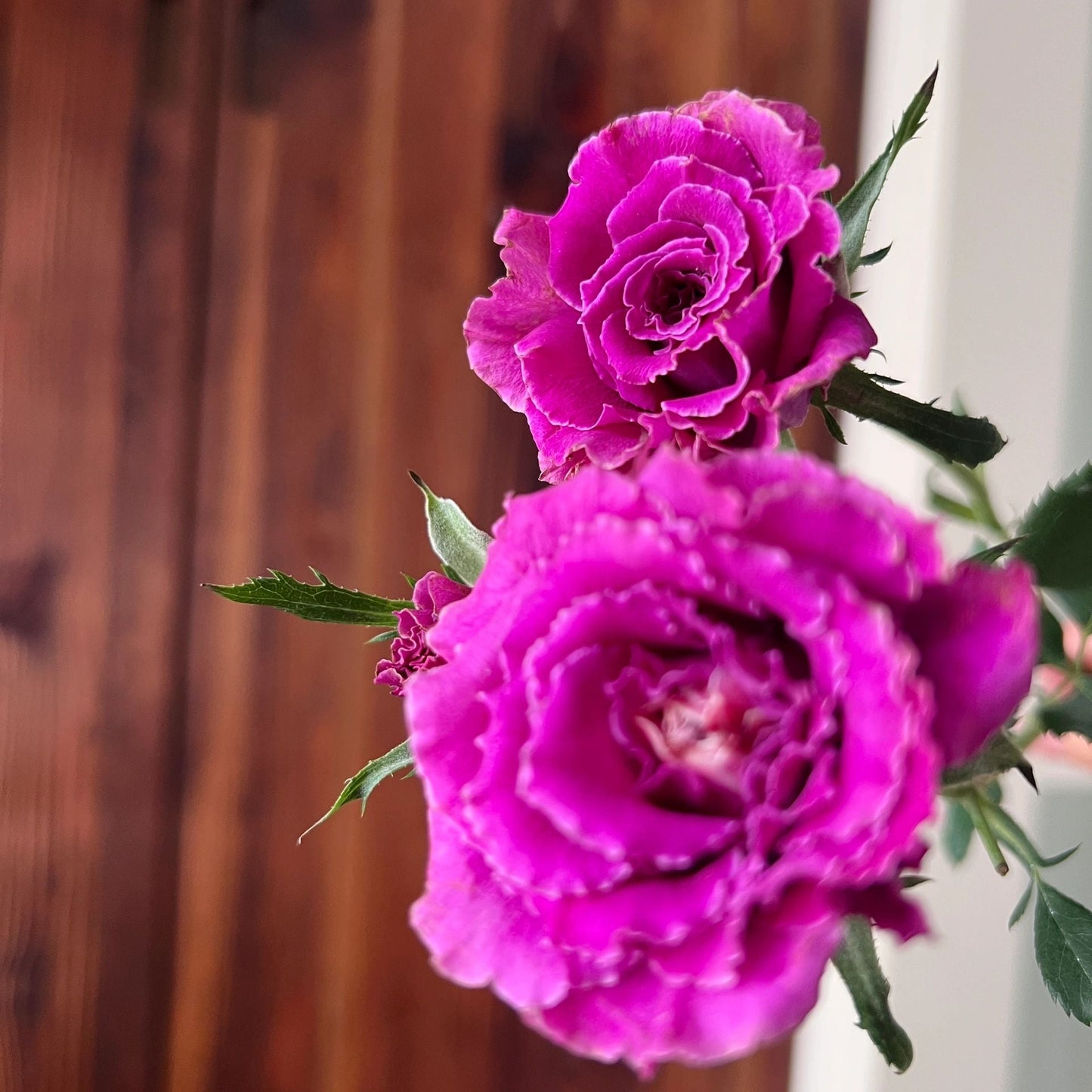 Rose  'Ramukan | ラムカン | 草药 '