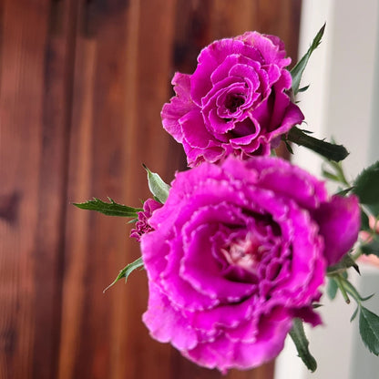 Rose  'Ramukan | ラムカン | 草药 '