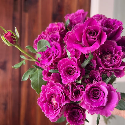 Rose  'Ramukan | ラムカン | 草药 '