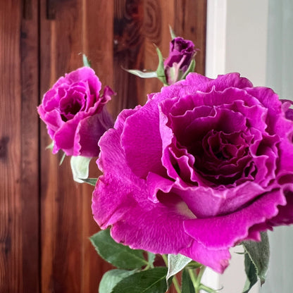 Rose  'Ramukan | ラムカン | 草药 '