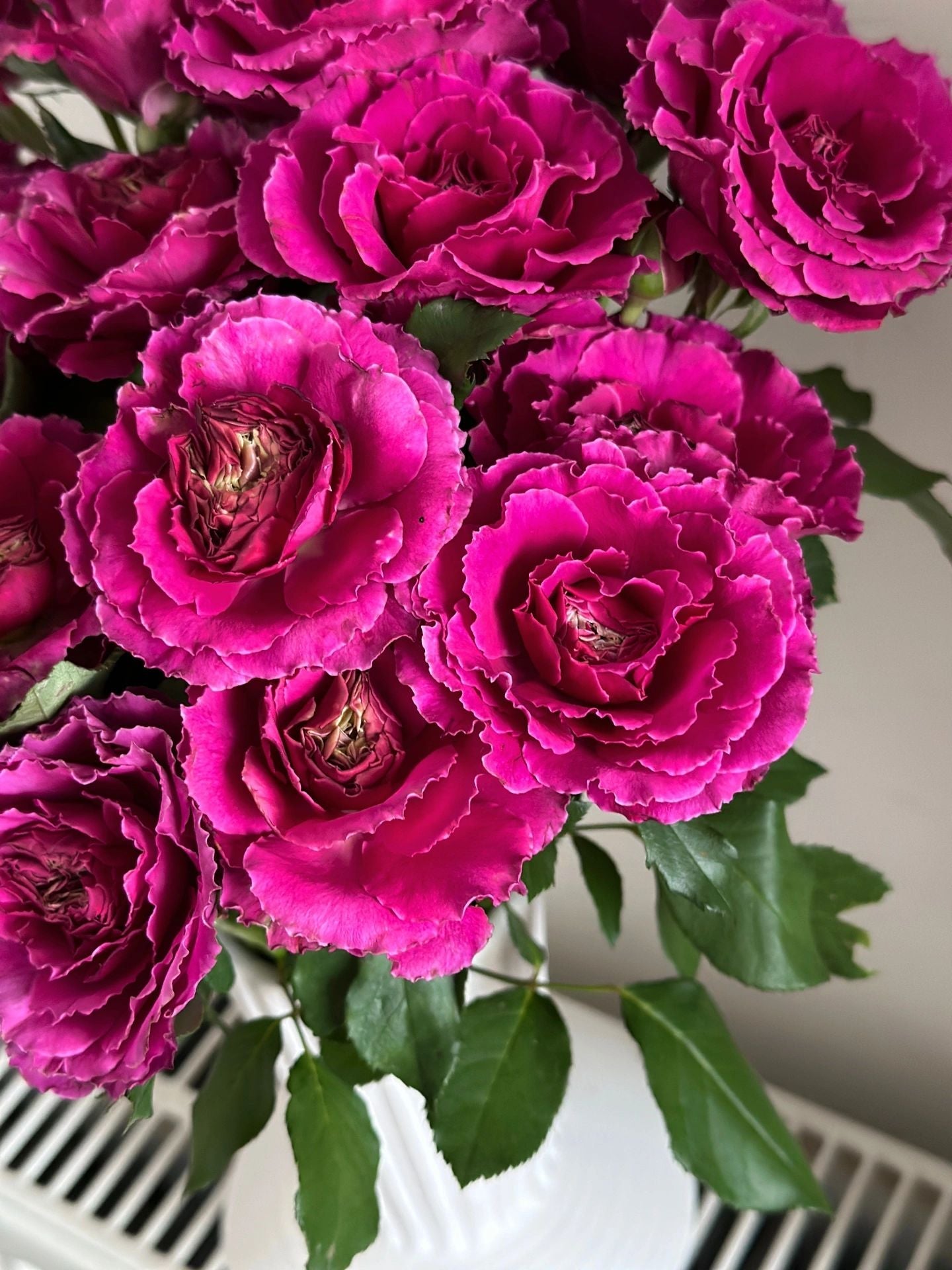 Rose  'Ramukan | ラムカン | 草药 '