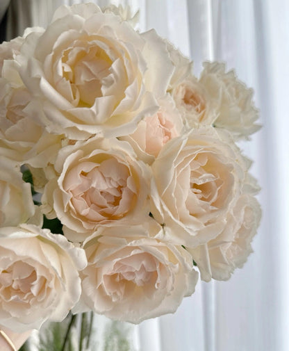 Rose  ’ Kashō｜かしょう｜华宵 - New Variety 2024