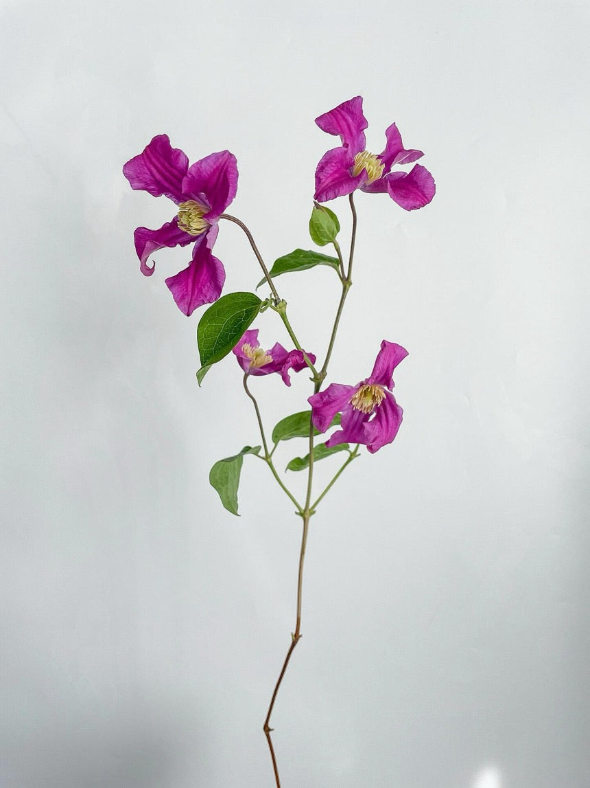 Clematis ‘’Inspiration｜灵感‘’