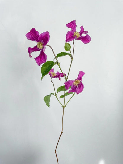 Clematis ‘’Inspiration｜灵感‘’