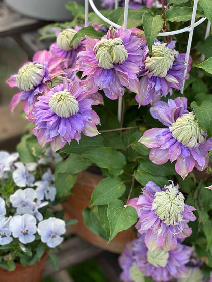 Clematis ''Magic Fountain| 魔法喷泉''