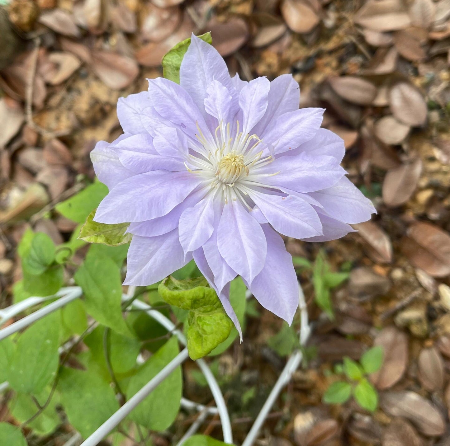 Clematis  ‘’Diamond Bal| 钻石球‘’
