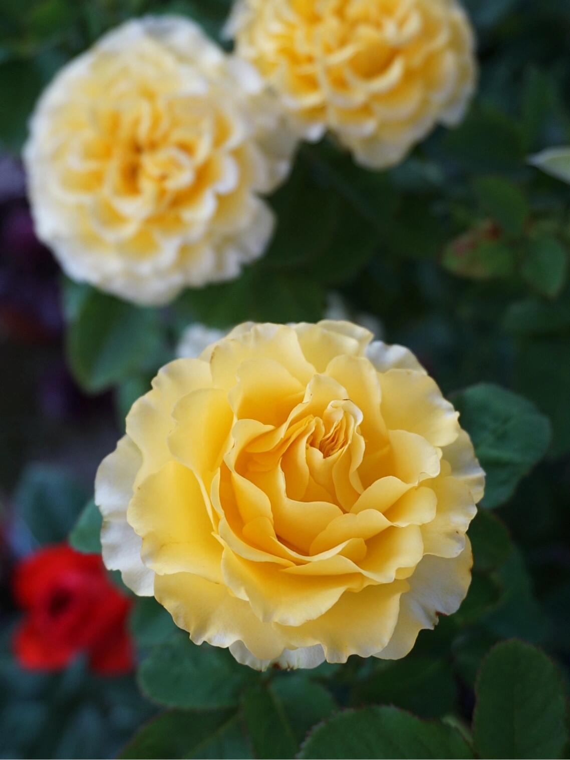 Rose  ’ Shell｜ 贝壳