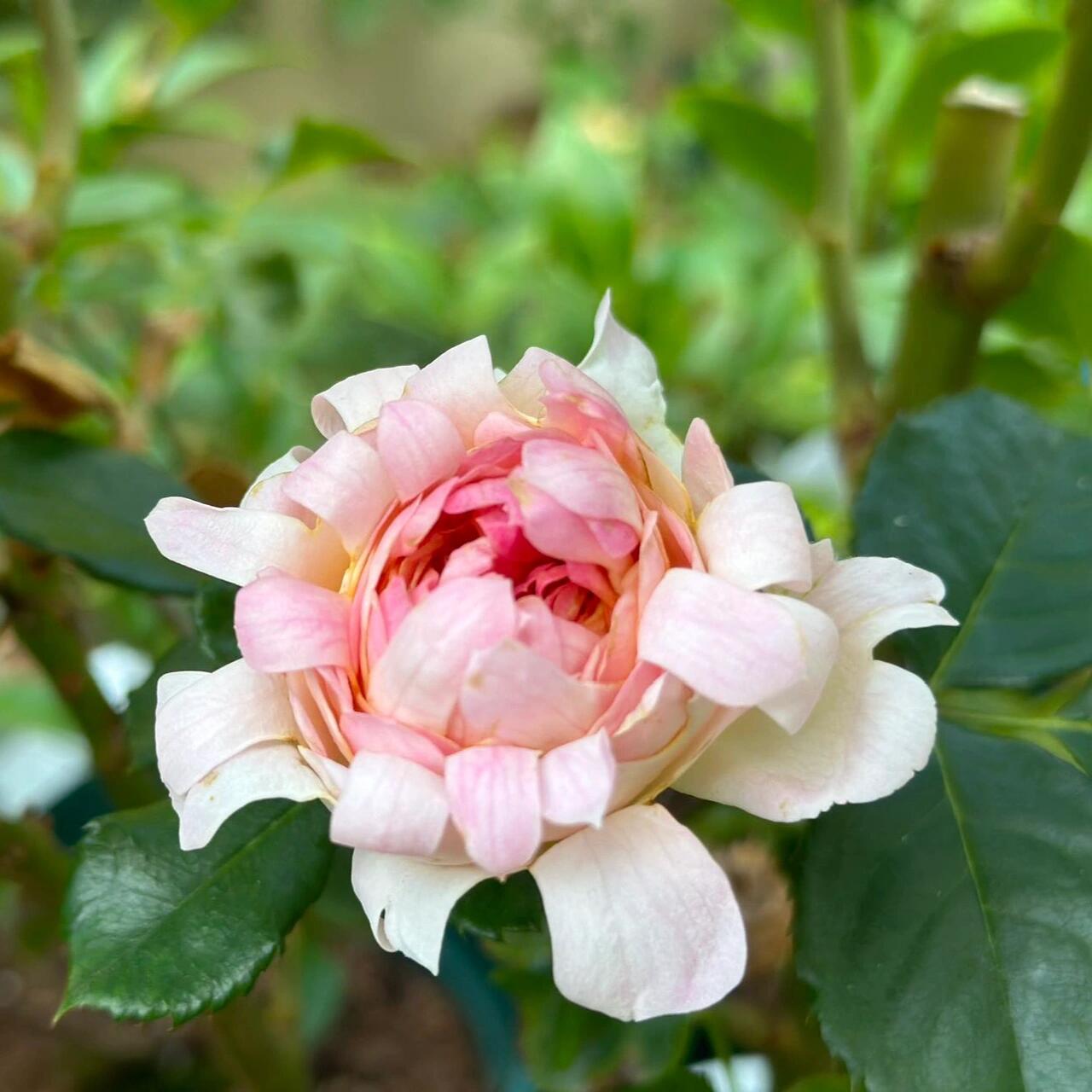 Rare Rose  ‘ Peach Anemone ｜桃子海葵 - New Variety 2023