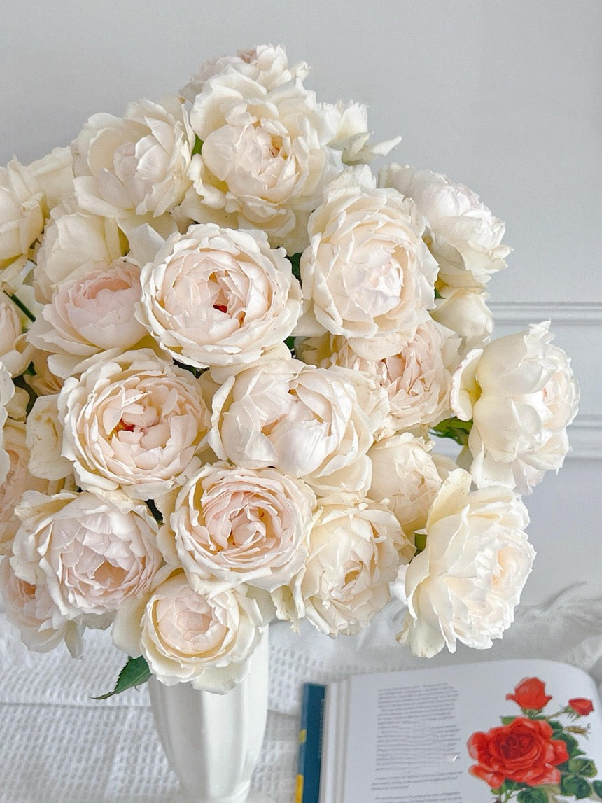 Rose  ’ Kashō｜かしょう｜华宵 - New Variety 2024