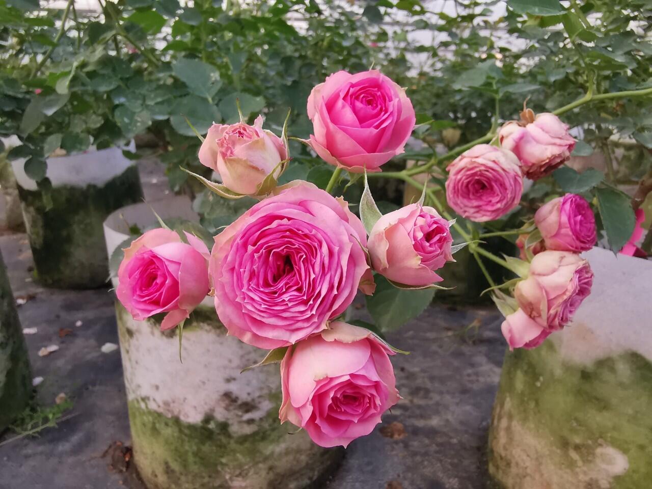 Prolific Rose  ‘ Super Sensation ｜粉多头/ 超感