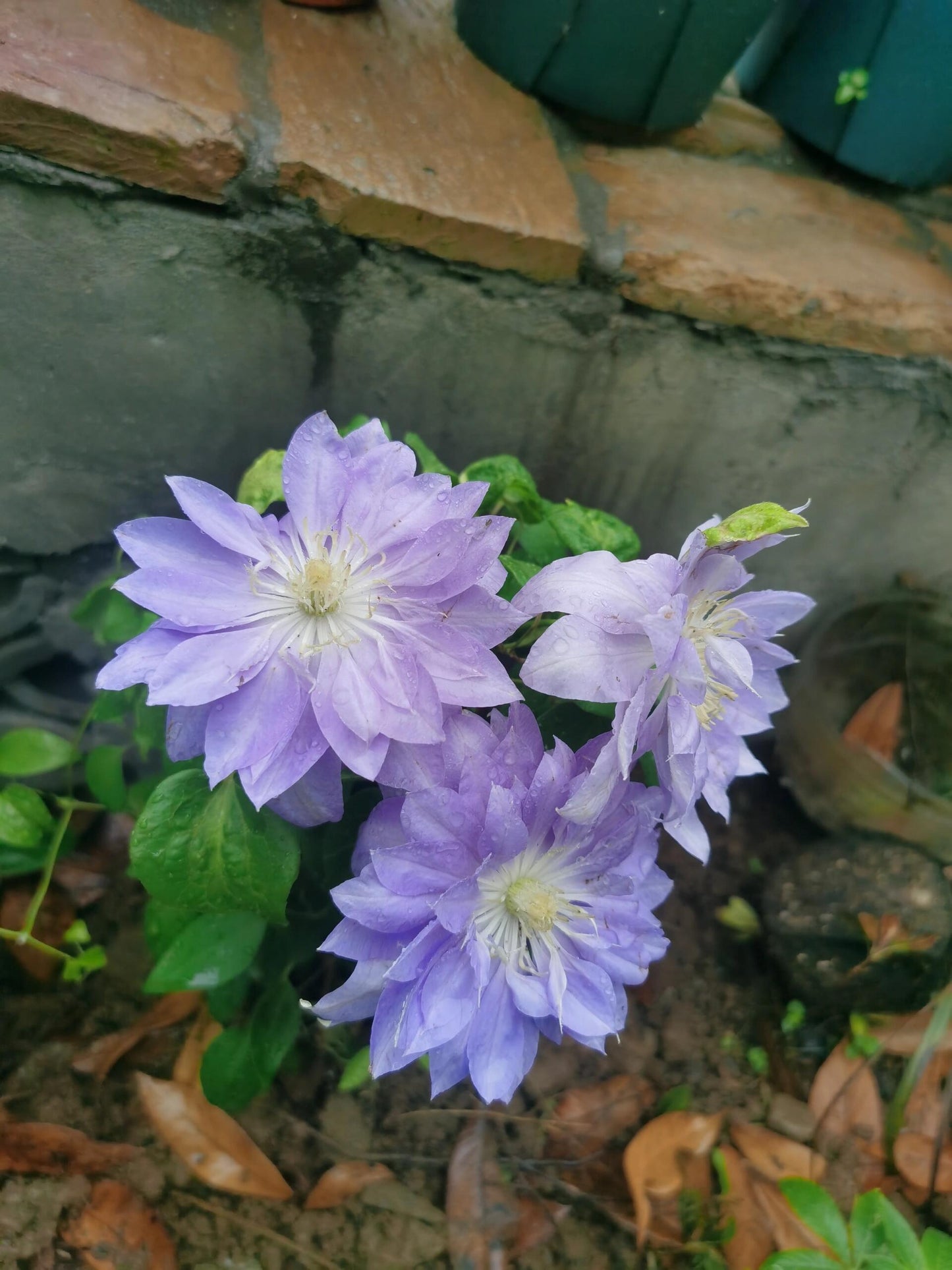 Clematis  ‘’Diamond Bal| 钻石球‘’