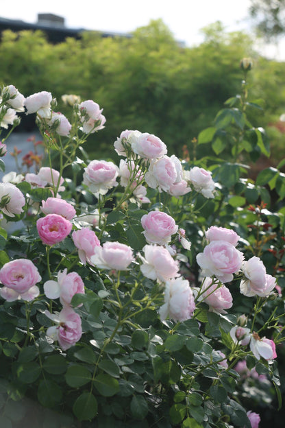 Rose【Vesalius】-1.5 Gal OwnRoot LivePlant｜Prolific Bloomer｜Abundant Blooms｜Strong Fragrance｜萨维里｜Bun-shaped Petals｜Tall Growth｜Upright Habit