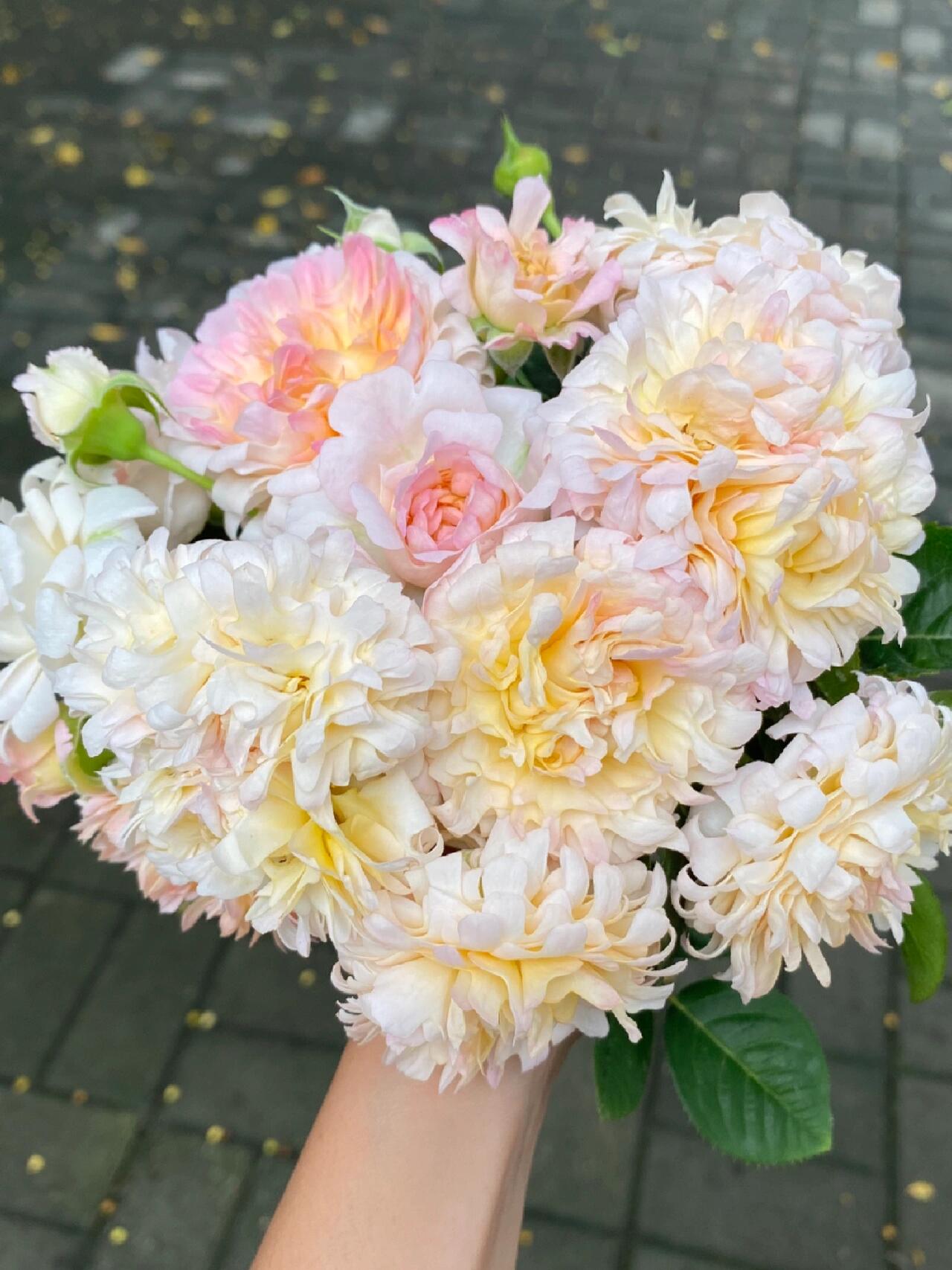 Rare Rose  ‘ Peach Anemone ｜桃子海葵 - New Variety 2023
