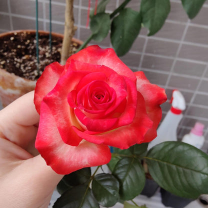 Rare Rose  ’ Yashica｜切花胭脂扣 ｜雅西卡 - New variety