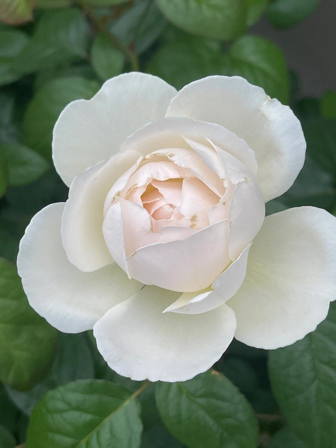 Rose  ’ Kashō｜かしょう｜华宵 - New Variety 2024