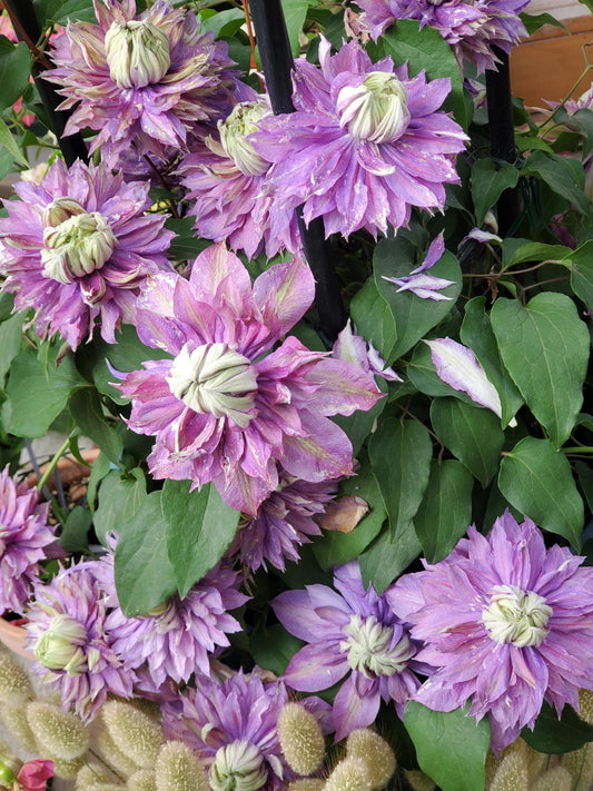Clematis 'Magic Fountain' 魔法喷泉