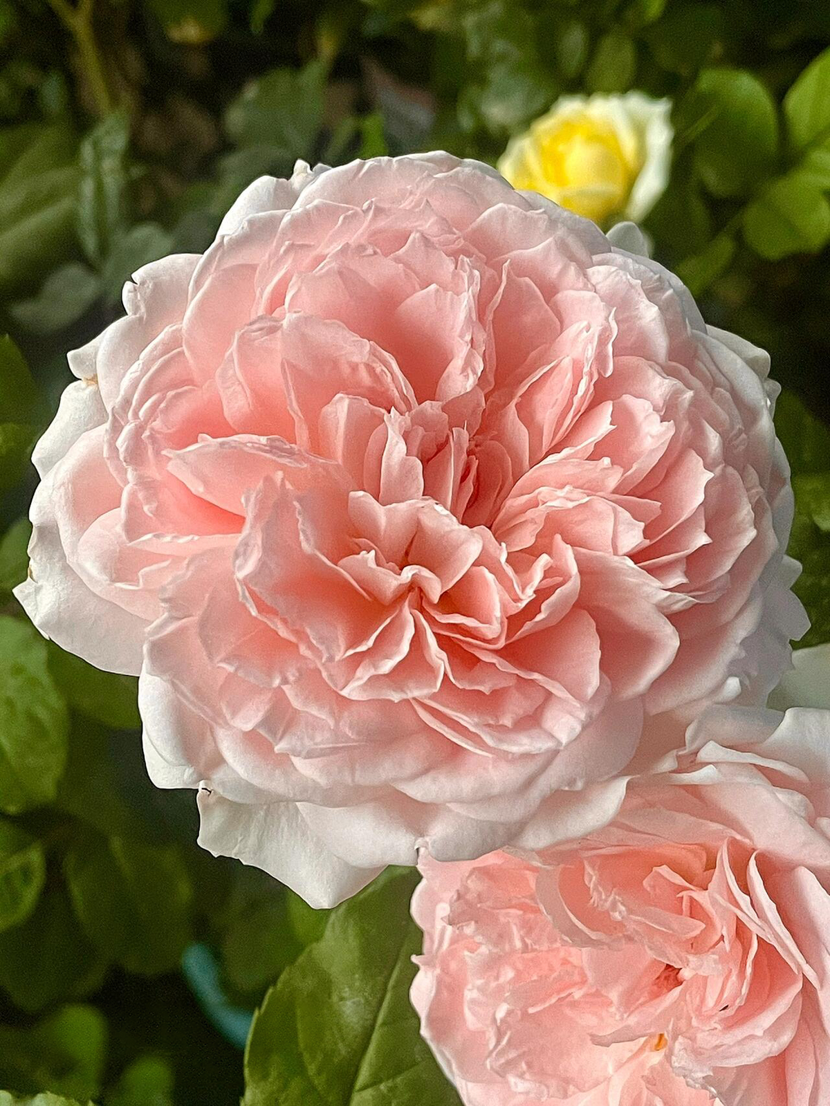 Rose 'Pretty Rabbit' 漂亮的玉兔
