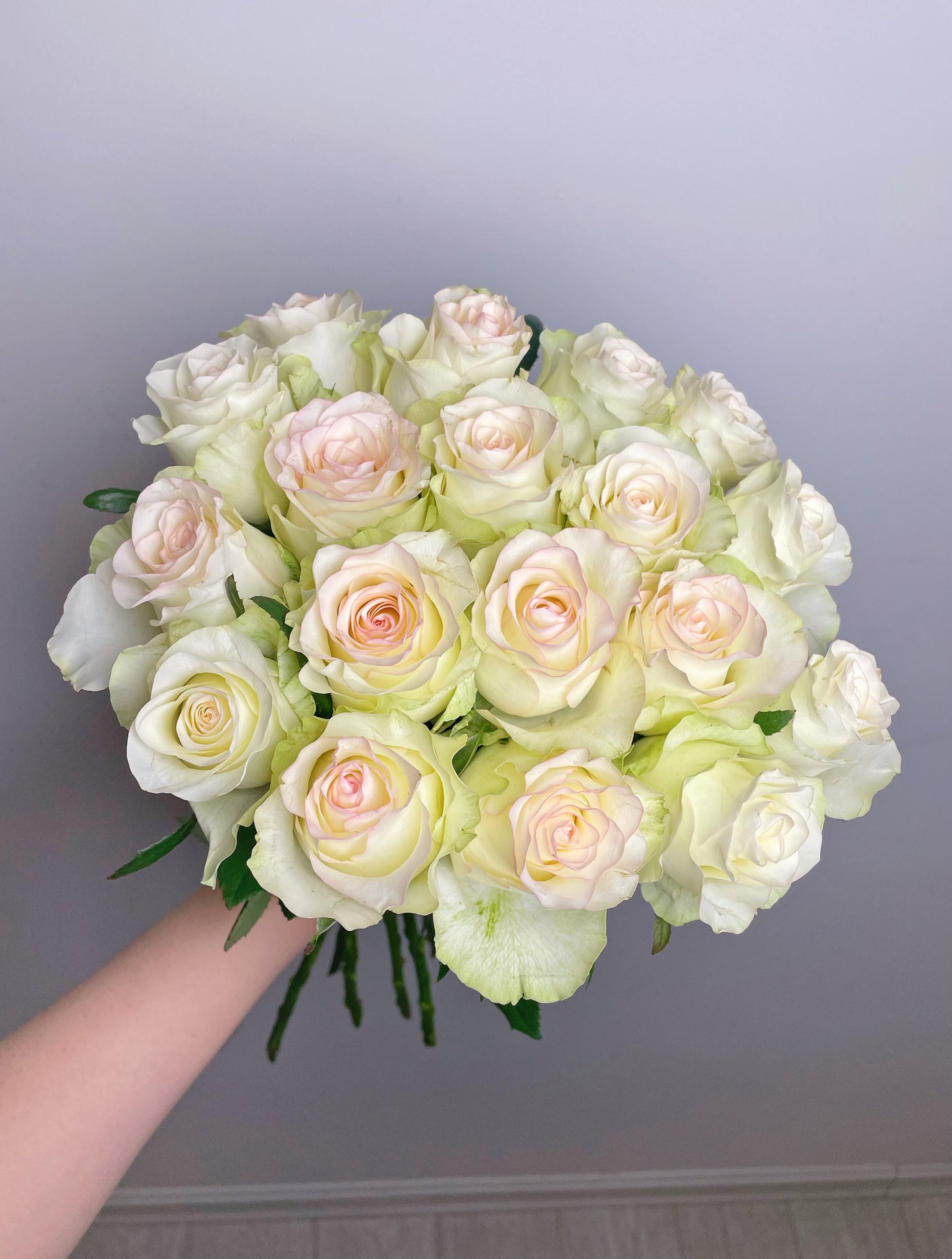 Rose  ’ White Jumilia ｜白艾莎