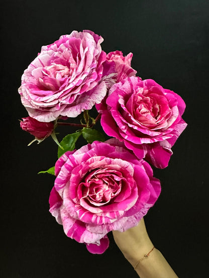 Striped Rose ’ Ines Sastre ｜伊蕾莎斯特 ‘