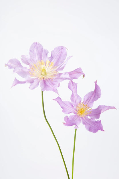 Clematis ‘’East River| 东方河流‘’