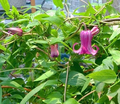 Clematis ‘’Princess Red| 绯红公主‘’