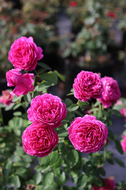 Rose  ‘ Flying Swan ｜Jing Hong｜惊鸿 - New Variety-2021