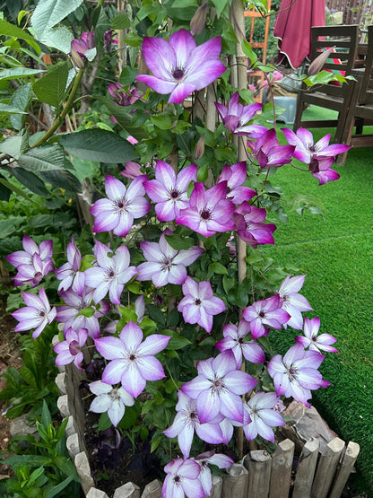 Clematis ‘’Fond Memories｜美好回忆‘’