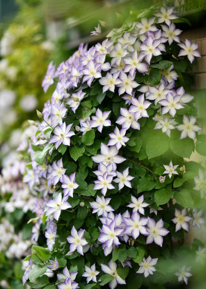 Clematis ‘’Lucky Charm| お守り|幸运符‘’