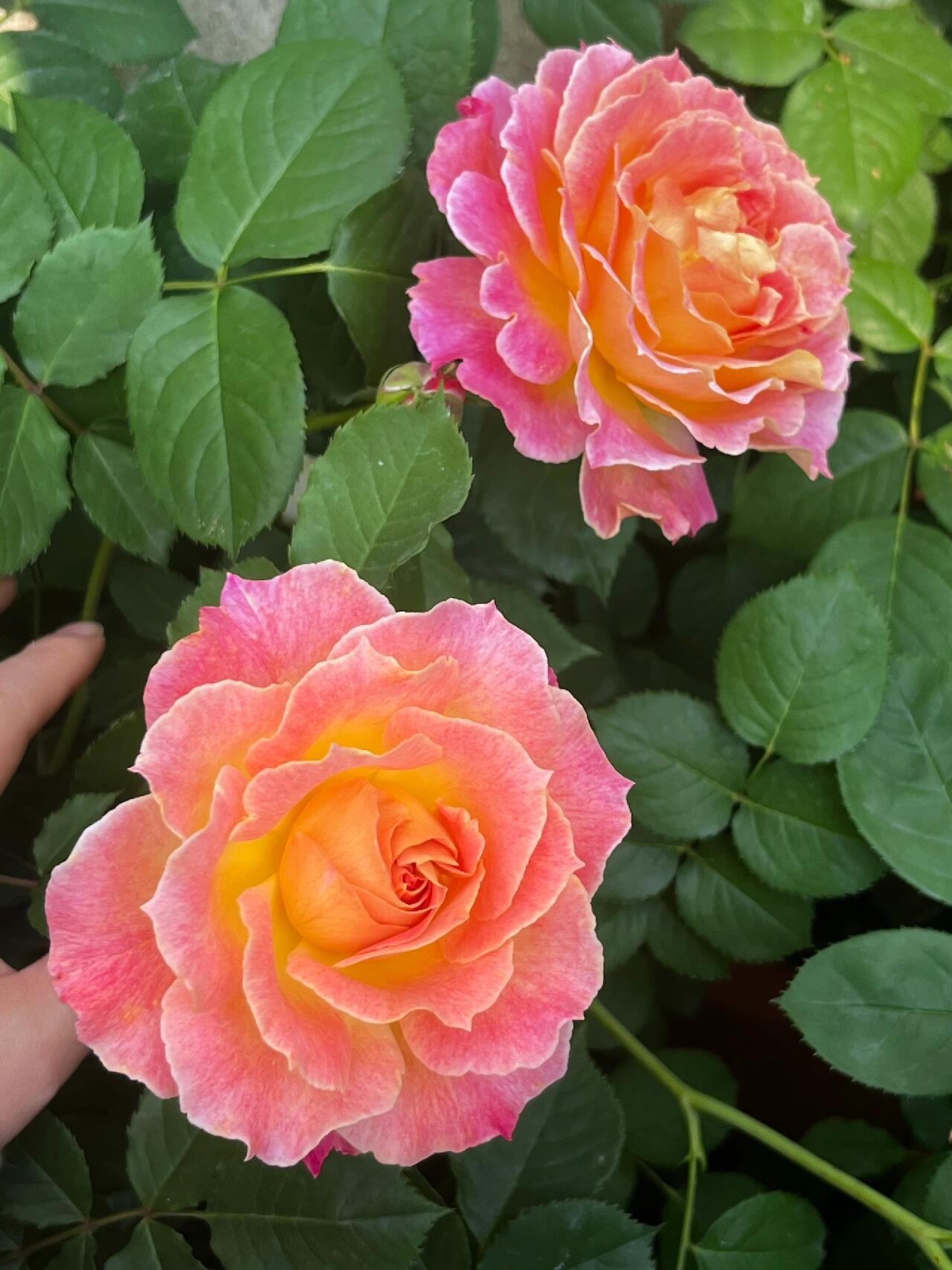 Rare Rose  ‘ Chaleur｜シヤル一ル ｜温暖｜夏洛尔