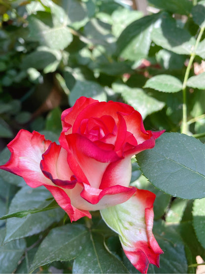Rare Rose  ’ Yashica｜切花胭脂扣 ｜雅西卡 - New variety