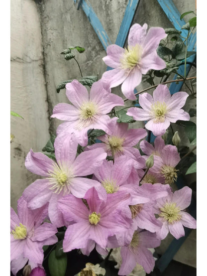Clematis ‘’Comtesse de Bouchaud| 包查德 女侯爵‘’