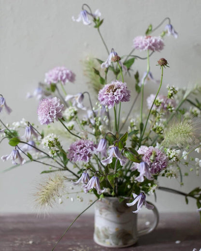 Clematis ''Twinkle| 闪烁''