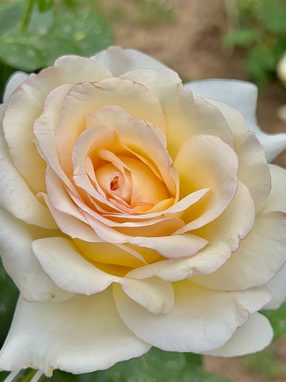 Rose  ‘ Anastasia ｜假面公主 - Award-Winning Variety