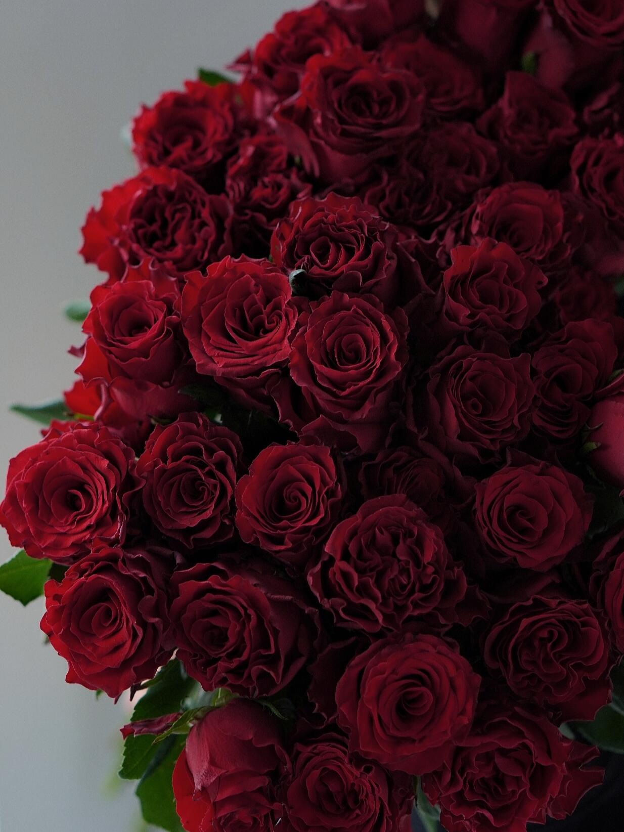 Rose  ‘ Rhodos ｜罗德斯