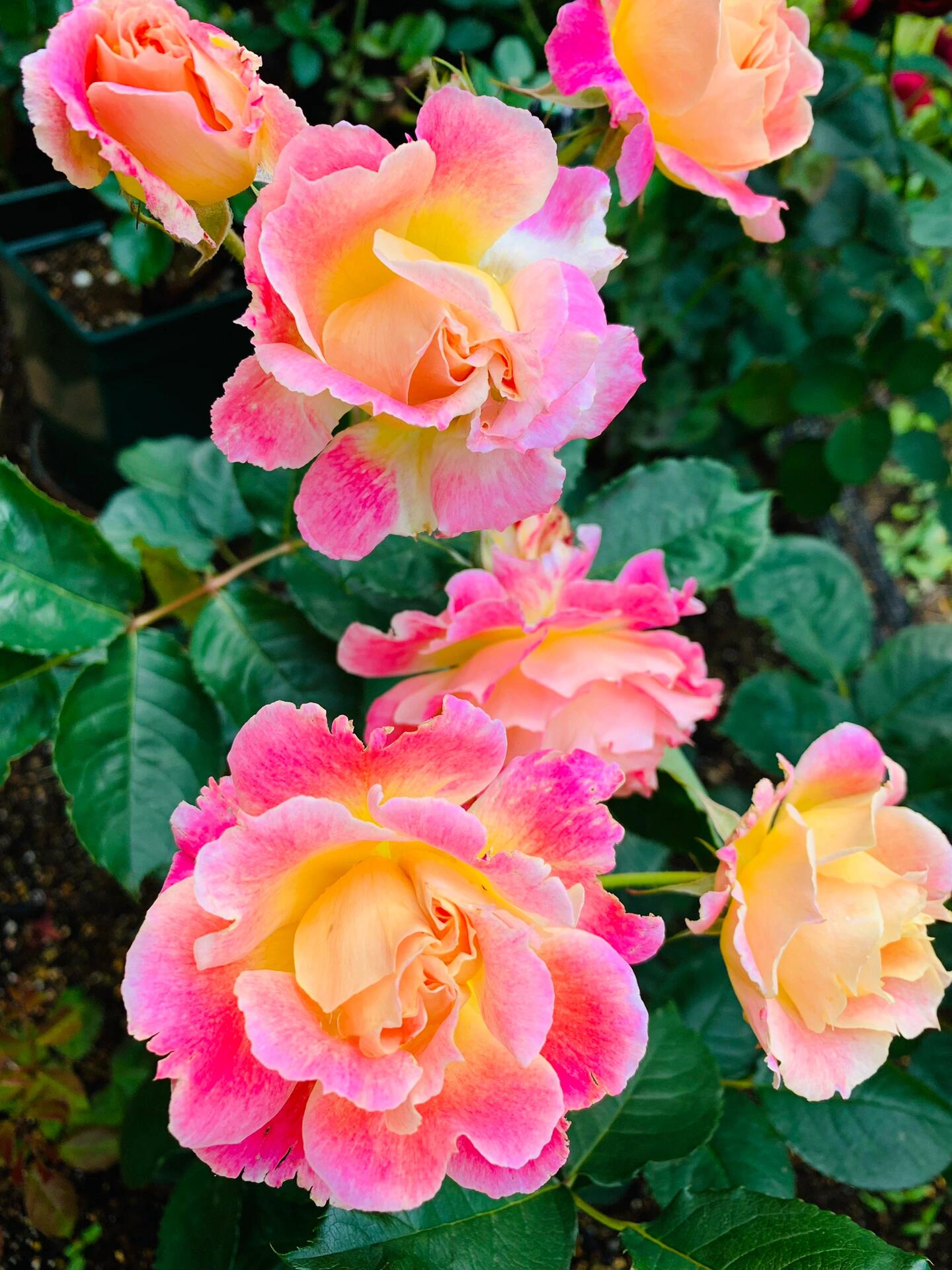 Rare Rose  ‘ Chaleur｜シヤル一ル ｜温暖｜夏洛尔