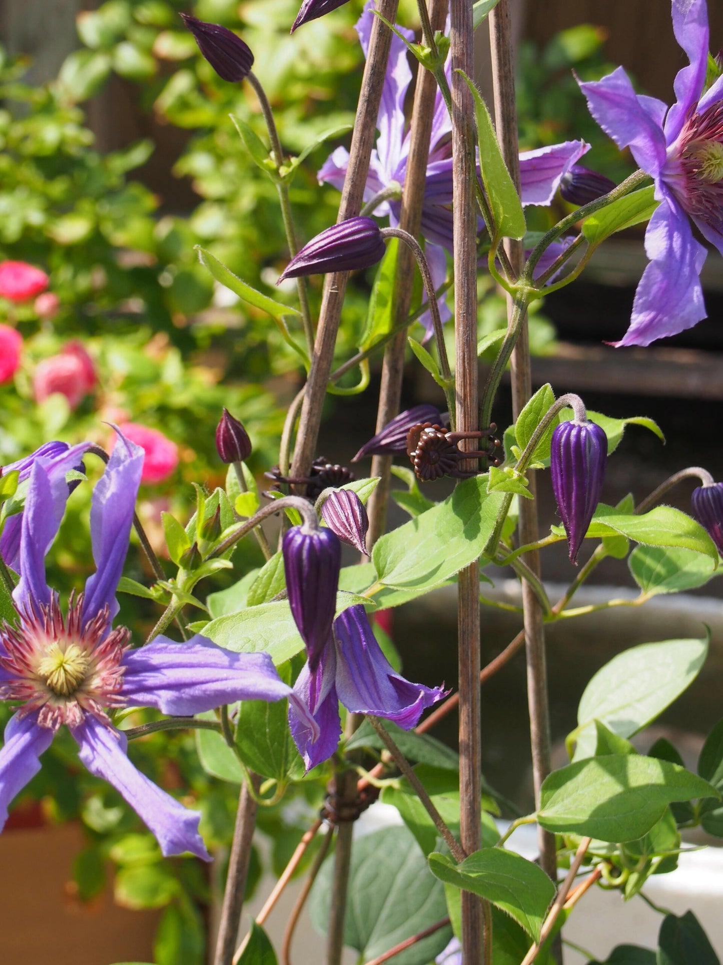 Clematis ' Sizaia Ptitsa｜ 幸福之鸟 ’