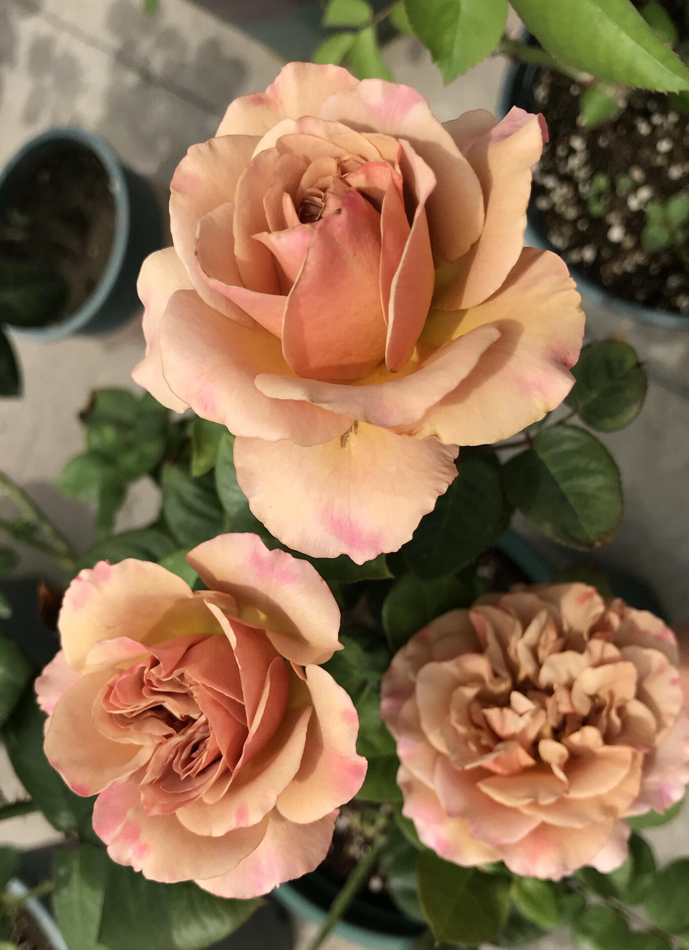 Rose ‘ Caffe Latte  ｜拿铁咖啡‘