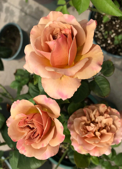 Rose ‘ Caffe Latte  ｜拿铁咖啡‘